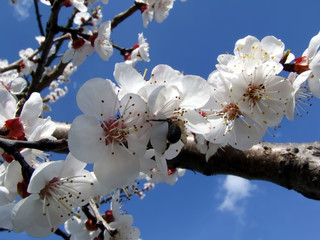 spring