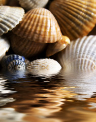 cockleshells background for great design