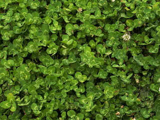 Green clover meadow