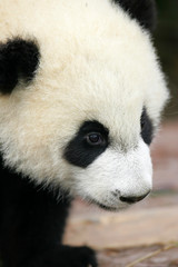 Obraz premium Giant Panda Cub