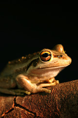 Western Green Tree Frog