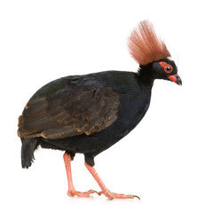  in front of a white background