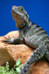 Western Bearded Lizard