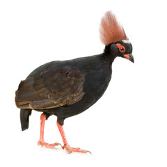 in front of a white background