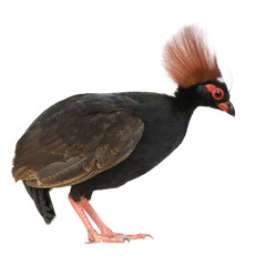  in front of a white background