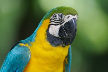Blue & Yellow Macaw