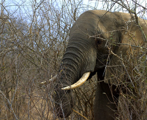 Fototapeta premium Elephant