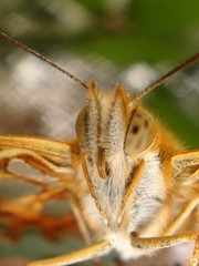 l'oeil du papillon © guy