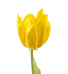 tulip