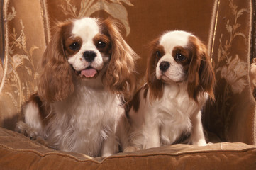 cavalier king charles