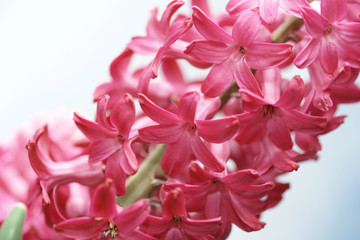 Fototapeta premium hyacinth