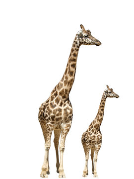 Giraffe animal nature