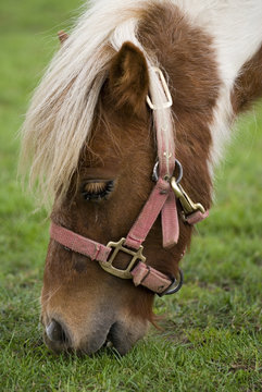 zwergpony