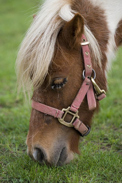 zwergpony
