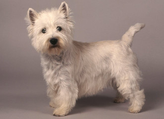 Westie