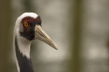 crane