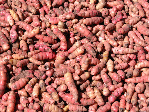 tubero peruviano