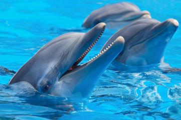 Obraz premium happy dolphins