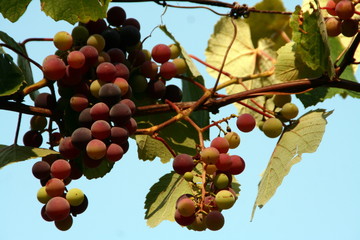 vigne et raisin