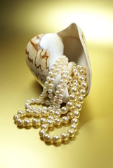 Schmuck mit Muschel 3