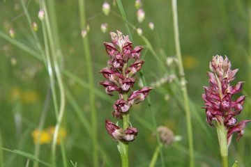 Orchis punaise