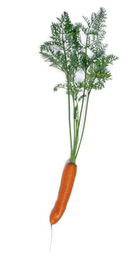 carotte 2