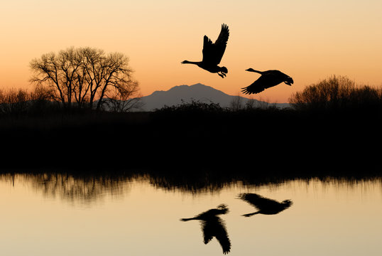 Geese and  Riparian Reflection