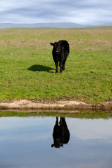 Range Cow Reflection
