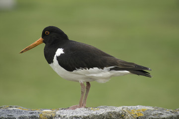 Oyster catcher