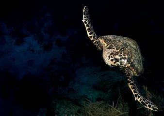 Keuken foto achterwand Schildpad Zeeschildpad zwemmen