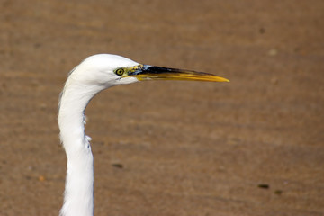 Head of Egret