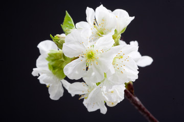 white flowers isolated on black background