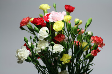Carnations # 2