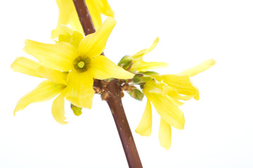 Isolated branches of blooming forsythia