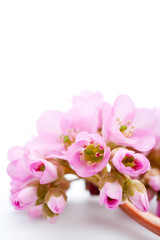 isolated spring pink flower