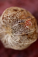 Cape gooseberry peel # 2