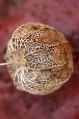 Cape gooseberry peel