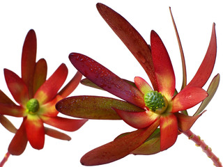 protea ( proteaceae ) n°2