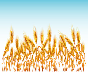 Field of wheat