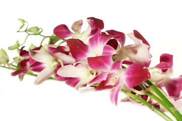Orchids on white