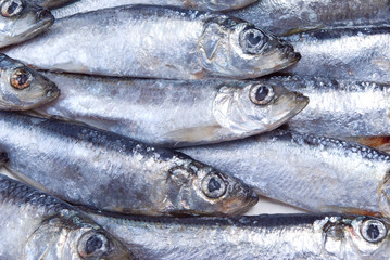 Fresh herring Close-up