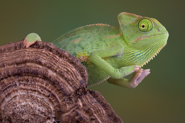 Chameleon on fungus