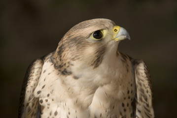 Peregrine Falcon