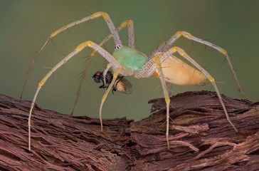 Lynx spider walking with fly