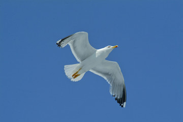 Dove