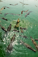 crocodile