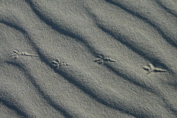 Fototapeta na wymiar Vogelspuren im Sand