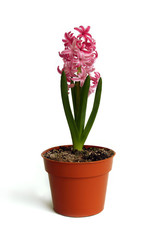 pink hyacinth