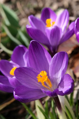 purple crocus in garden