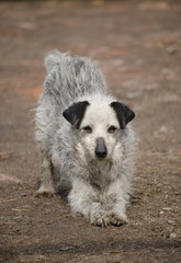Portrait of a lonely dog